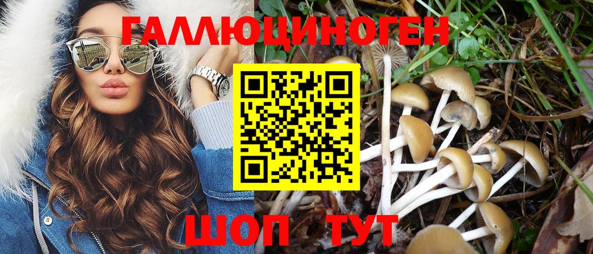 Димитровград  Галлюциногенные грибы Psilocybe  Вход с VPN 